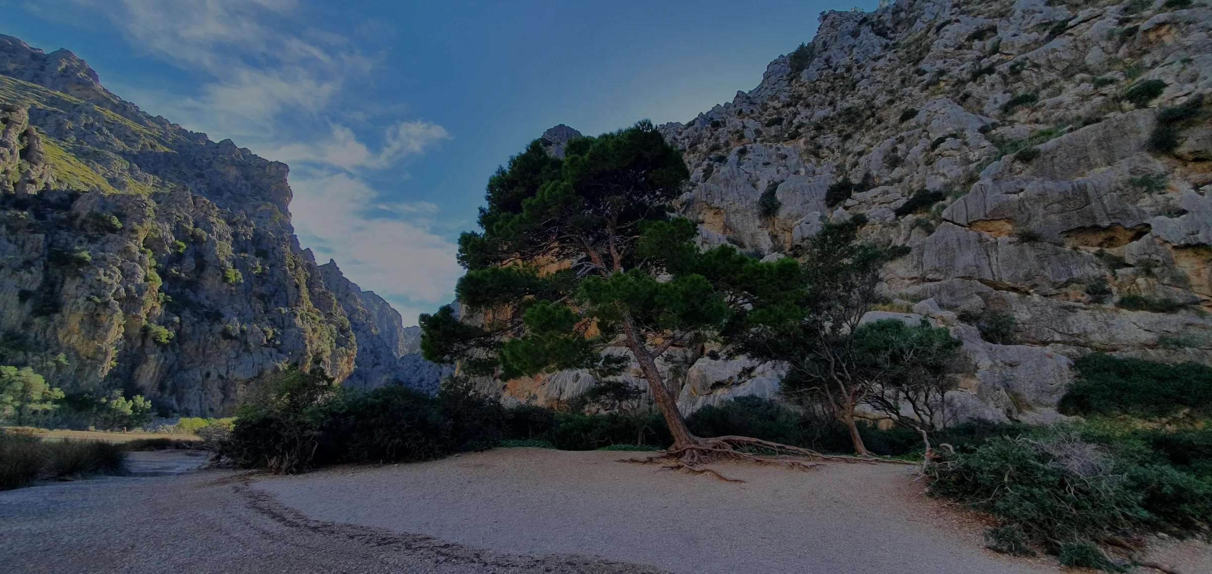 Pino con sus raíces visibles entre las rocas de Mallorca