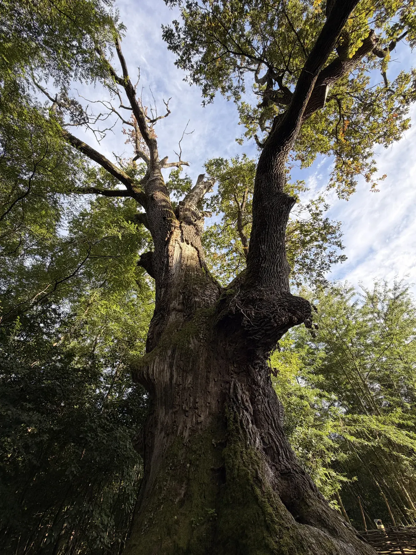 Tronco y copa de un árbol en su entorno
