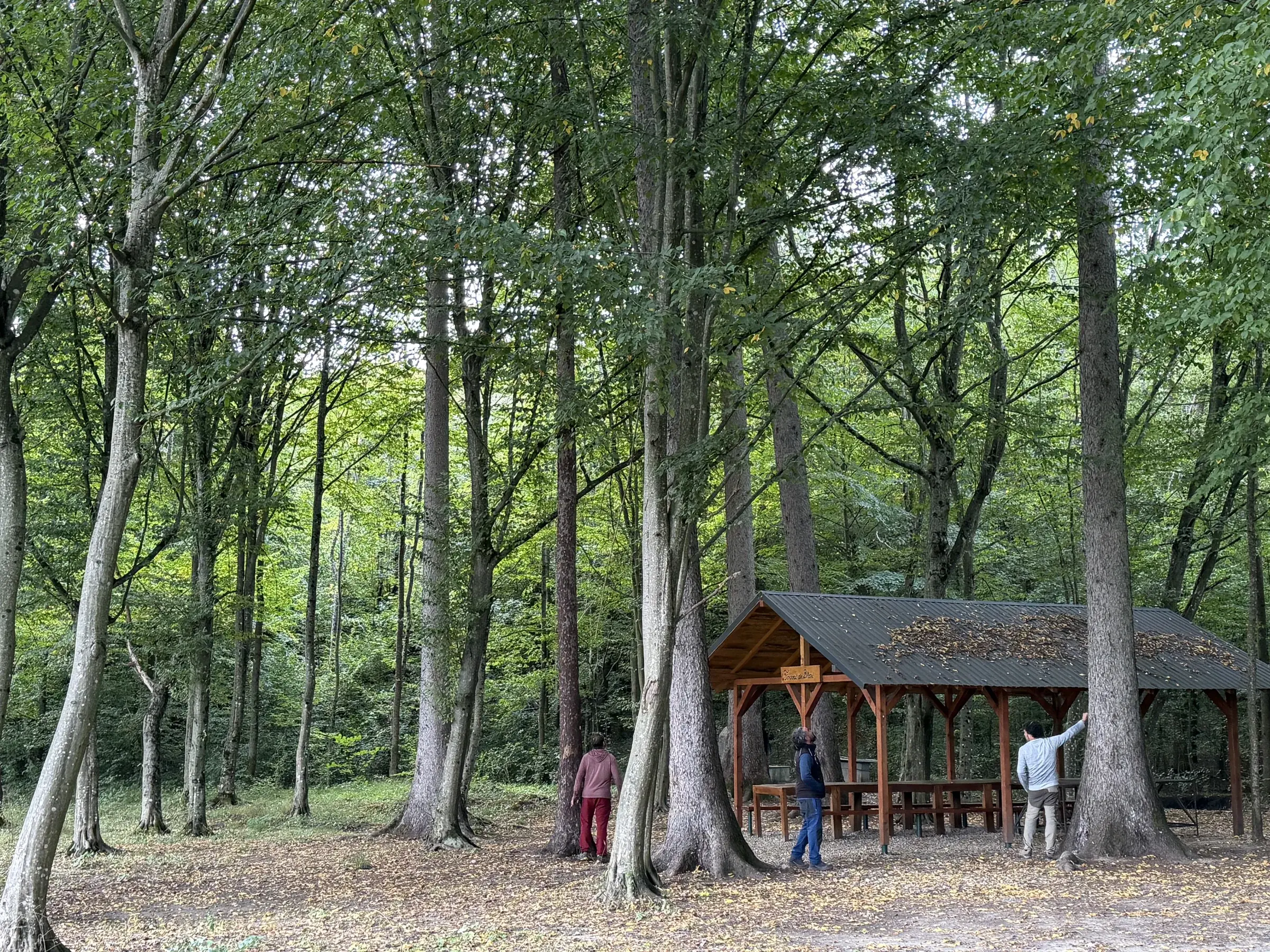 Bosque de árboles de gran porte