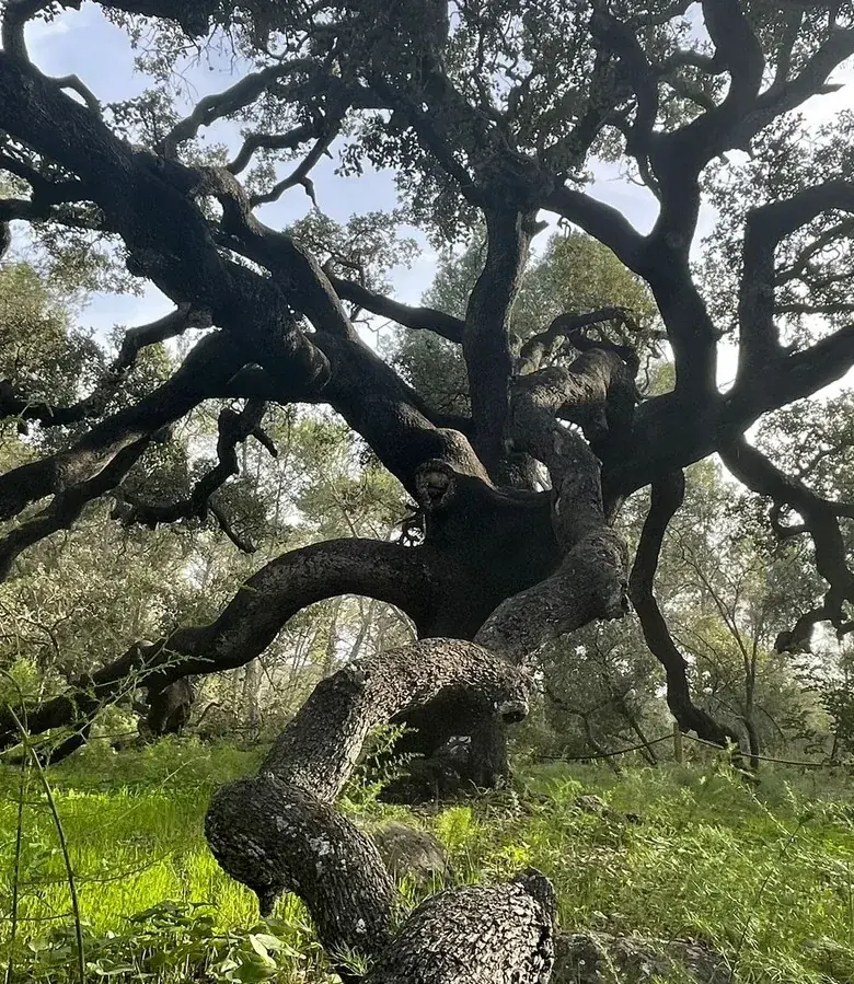 Detalle del tronco y de las ramas de un árbol