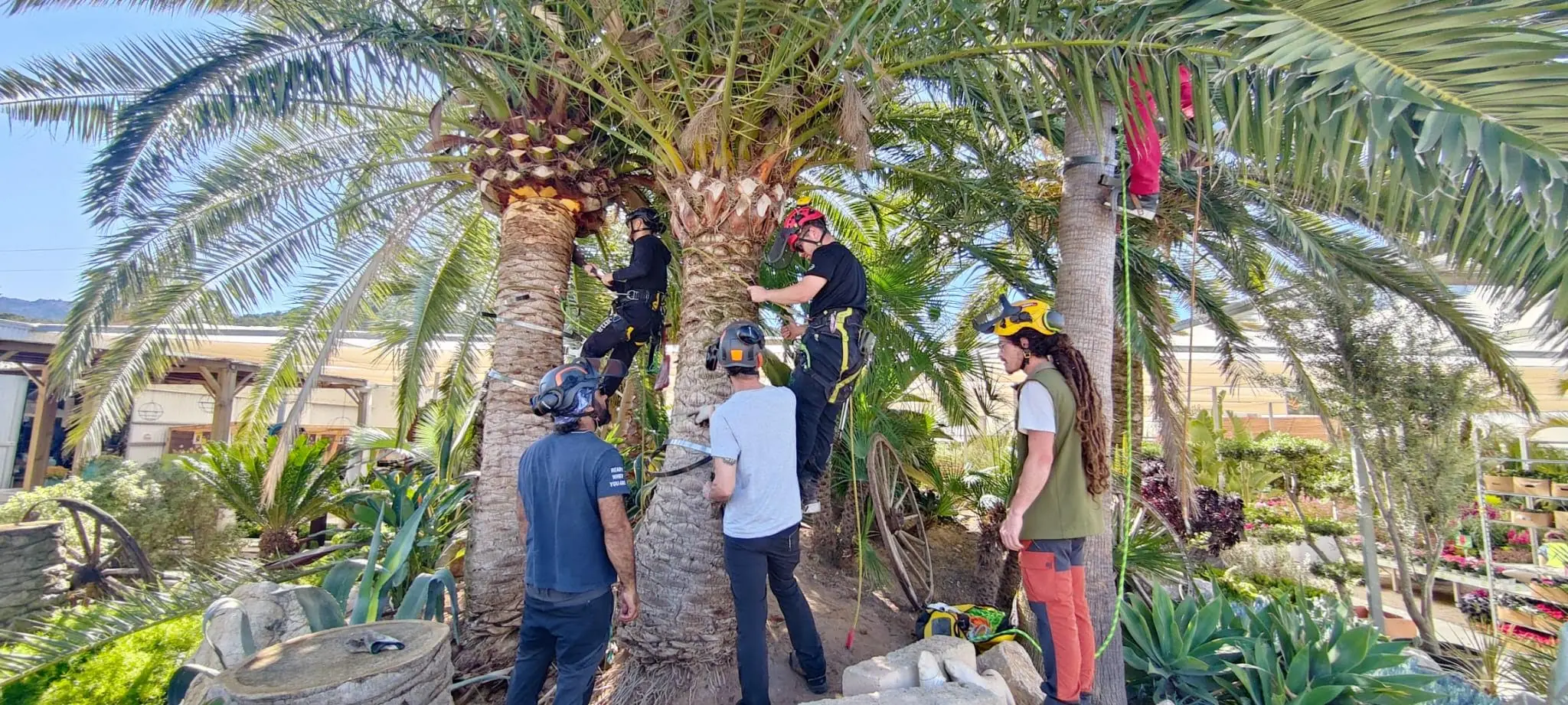 Formación práctica de trabajo en palmeras con equipo de seguridad