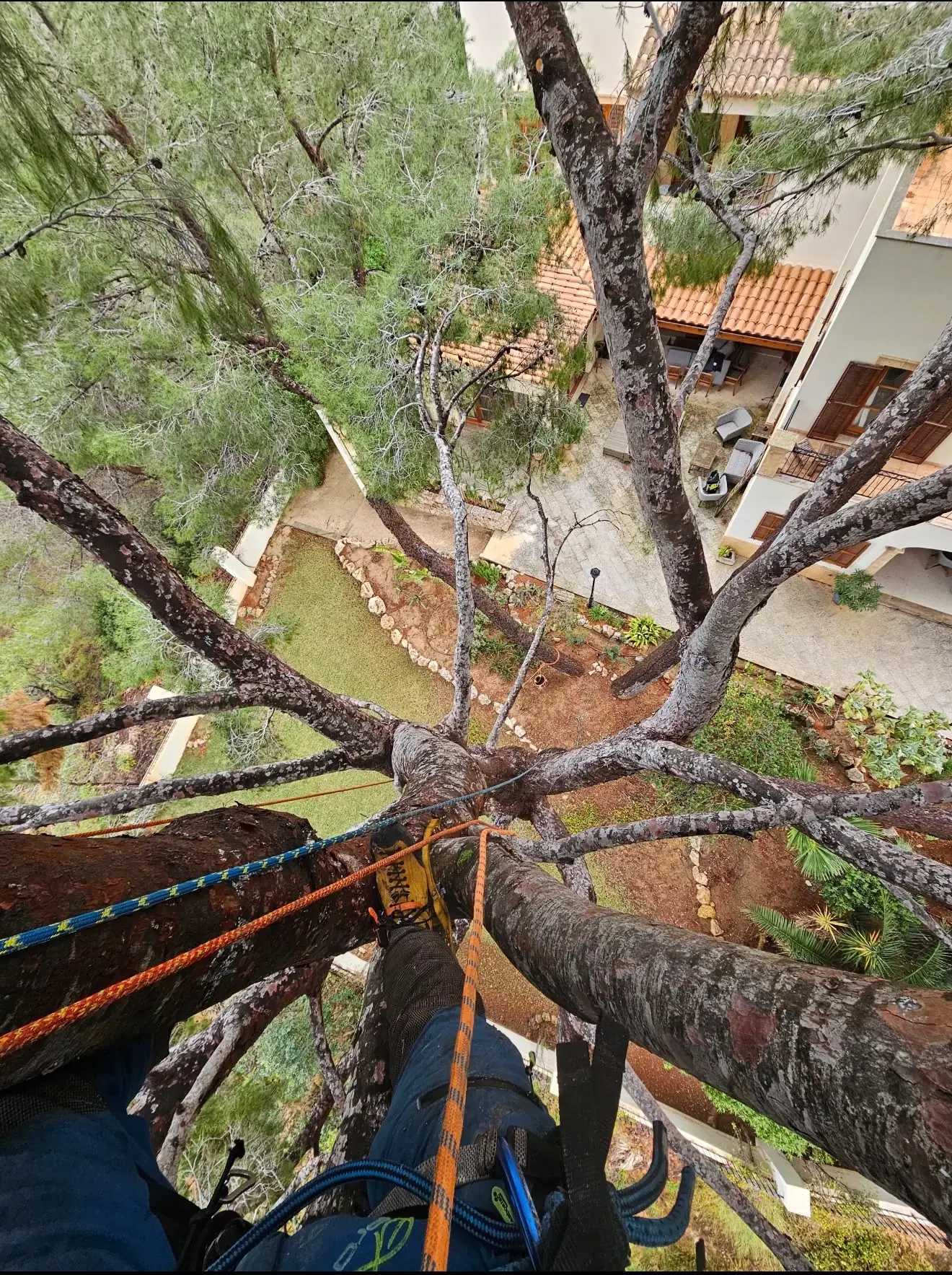 Vista desde la copa de un pino durante un trabajo de arboricultura con cuerdas