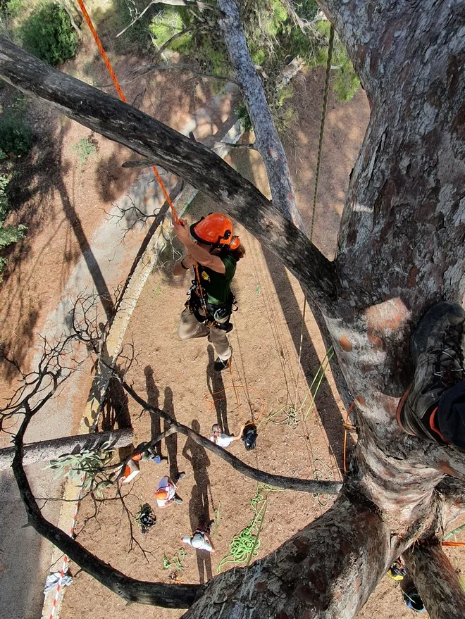 Profesional trabajando en el árbol con equipo de trepa