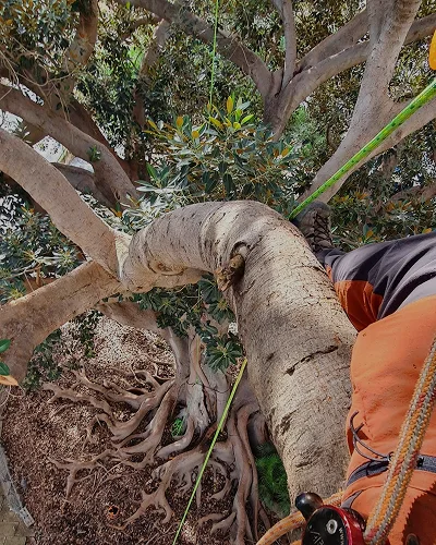 Trabajo en el singular Ficus de la Misericordia