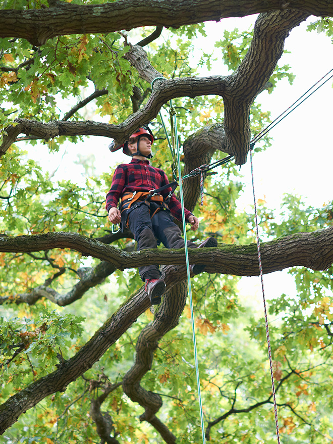 formacion nemus arboricultura